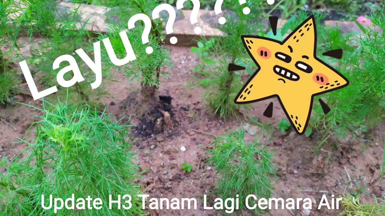 Update H3 Tanam Cemara Air