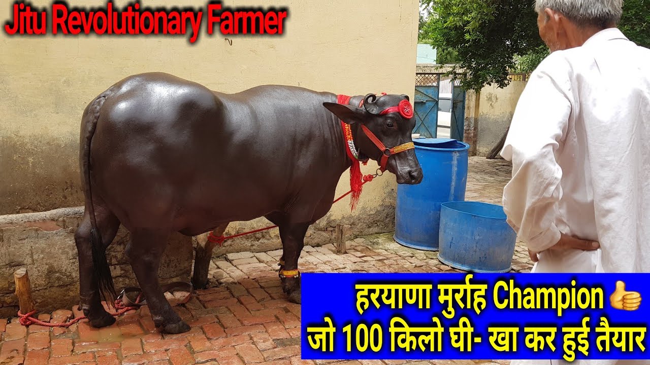 👍Super Murrah -100 किलो देशी घी- खिला कर किया जिसे तैयार, उसने किया पूरे हरयाणा में नाम रोशन.👍