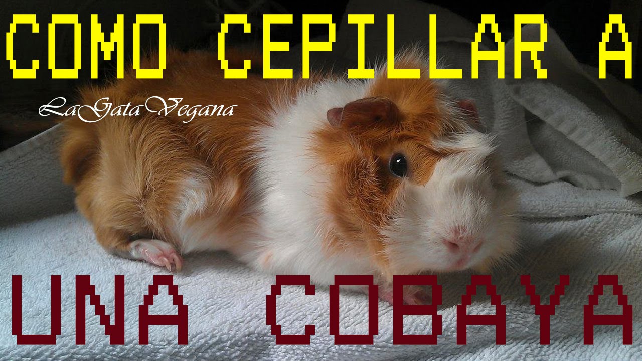 COMO CEPILLAR COBAYAS / CONSEJOS PARA EL CEPILLADO DE COBAYAS