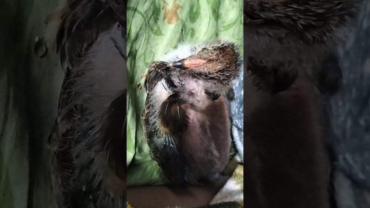 el sueño va llegando de manera espectacular #animales #pollito #dormir #naturaleza #leyAngel#vida#😍🐓