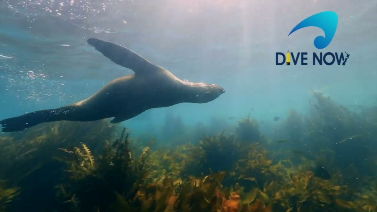 Scuba Diving an Active Volcano - White Island and diving with seals at Whale Island.