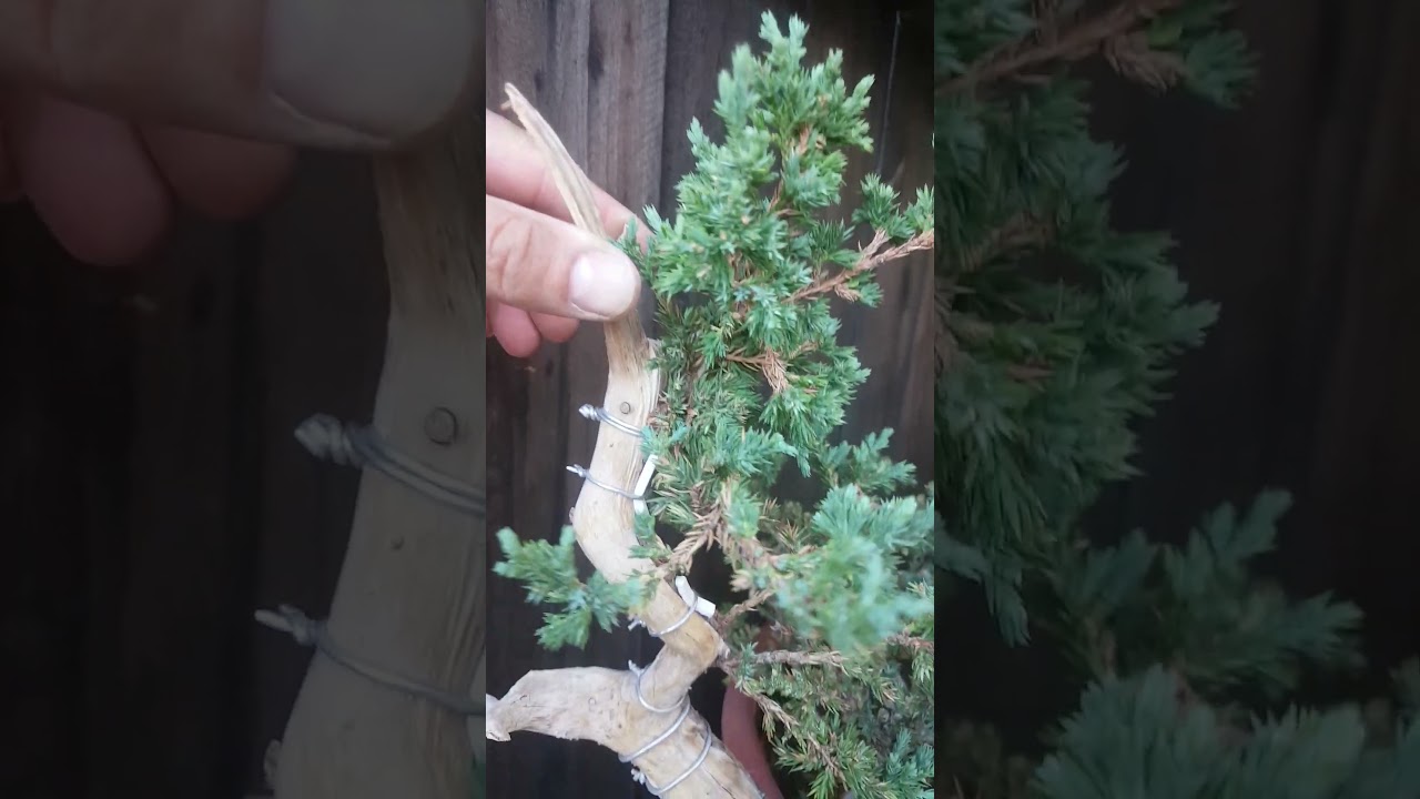 junipero Bonsai Tanuki futuro trabajo. 