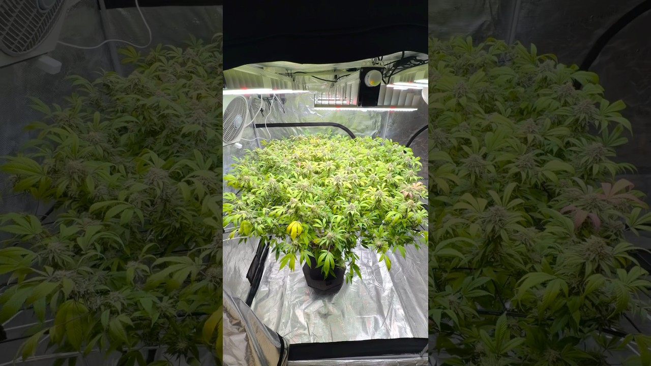 1.50m&times;3.00m Tent &ndash; GLOOKIES Took Over HALF the Space 😳 Mid-Flower Beast