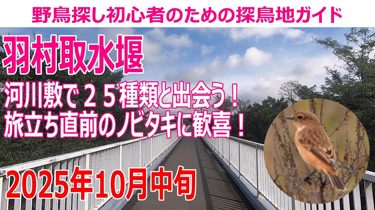 羽村取水堰(東京都)の探鳥地レポート　河川敷で２５種類と！旅立ち直前のノビタキに歓喜！　2025年10中旬