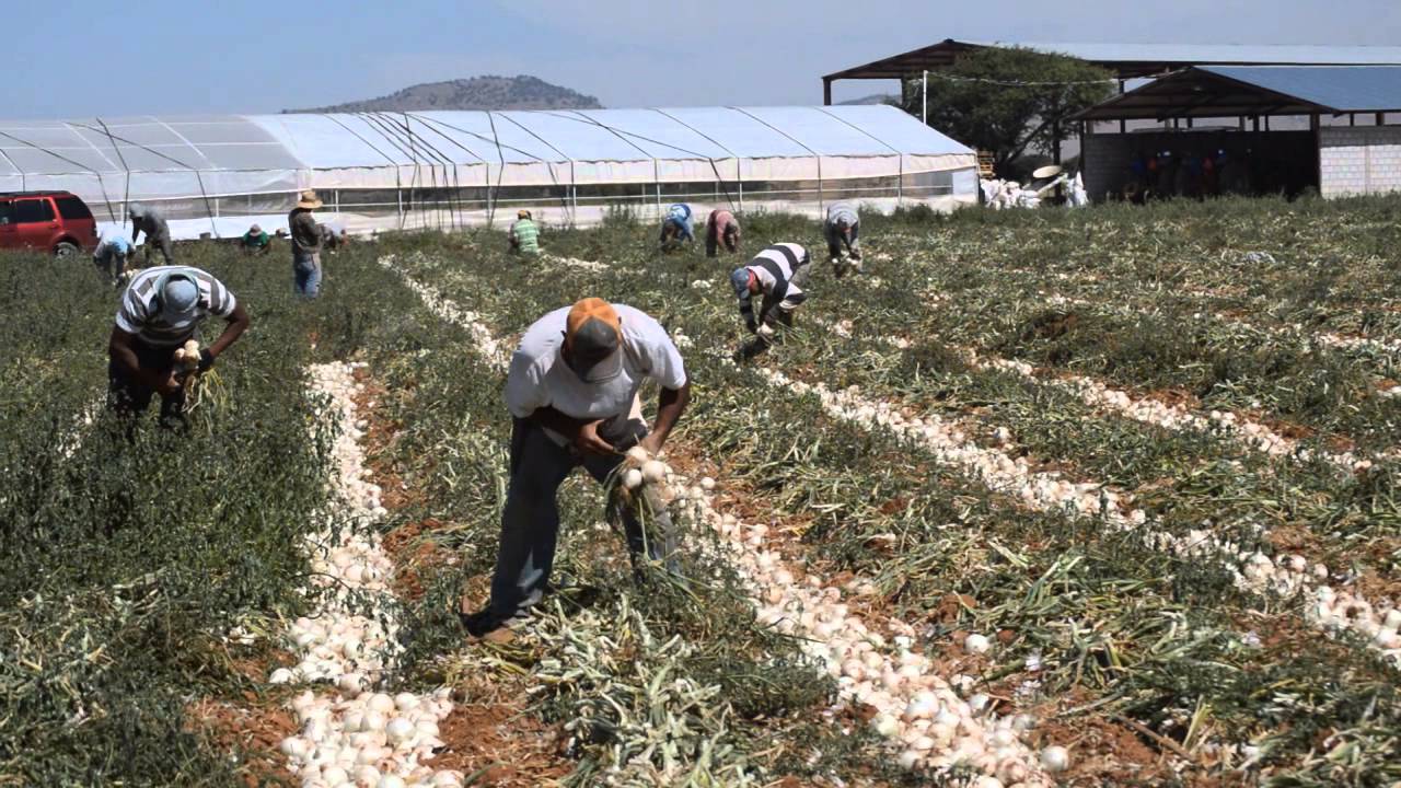 CEBOLLA