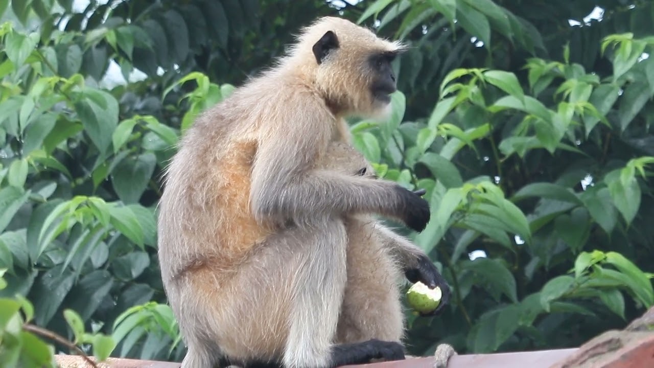 Monkey Video Part 9 |🐵 Trending Viral 2025 ✅ |