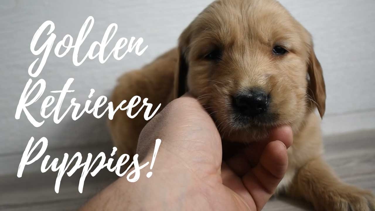 Golden Retriever Puppies!