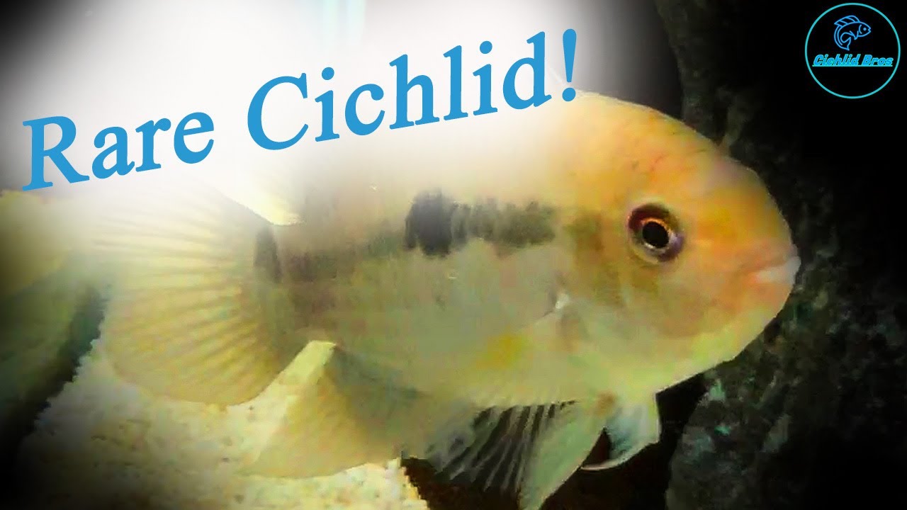 Black Acara (Cichlasoma Bimaculatum) - Care Guide & Species Profile