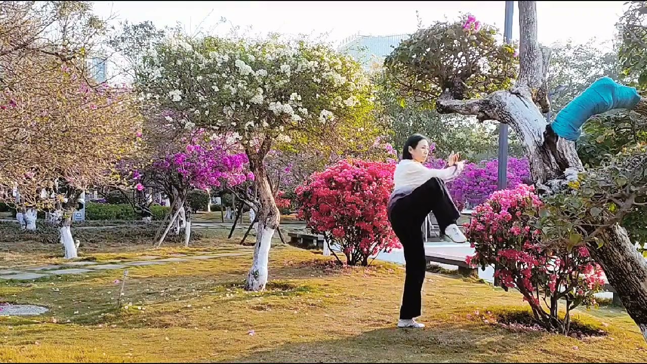 传统杨式太极拳85式完整版。花树丛中练太极。#國學 #太極