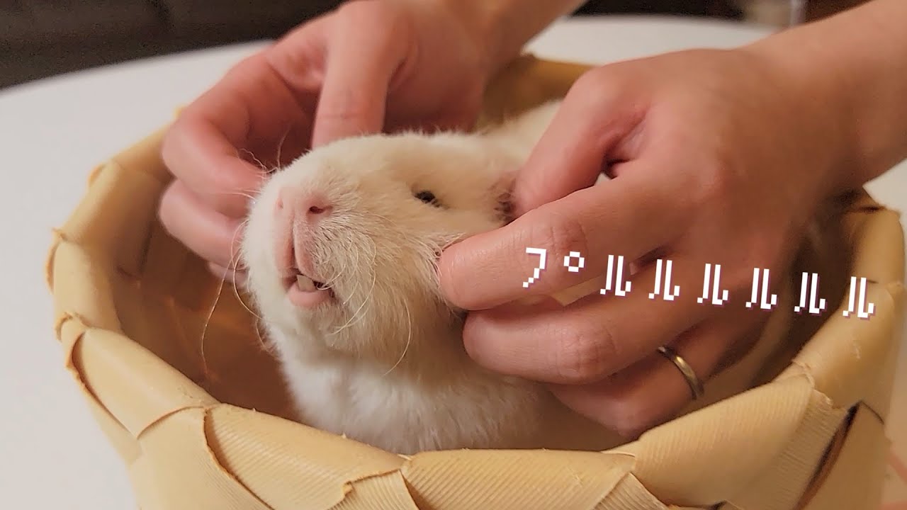 モルモットの体重を測ると、怒りながらデレた