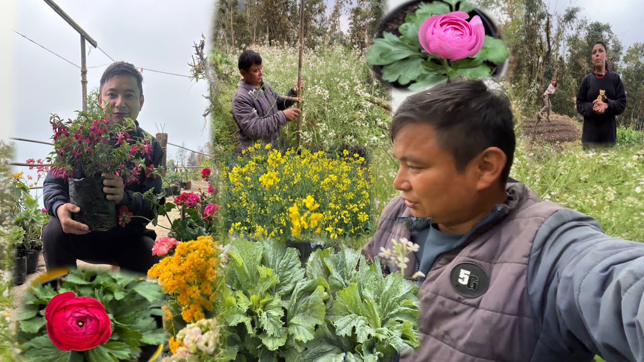 Mula Ko Biew Lai Taka Lagako Tori Ko Phool wow || Village Life Vlog ||
