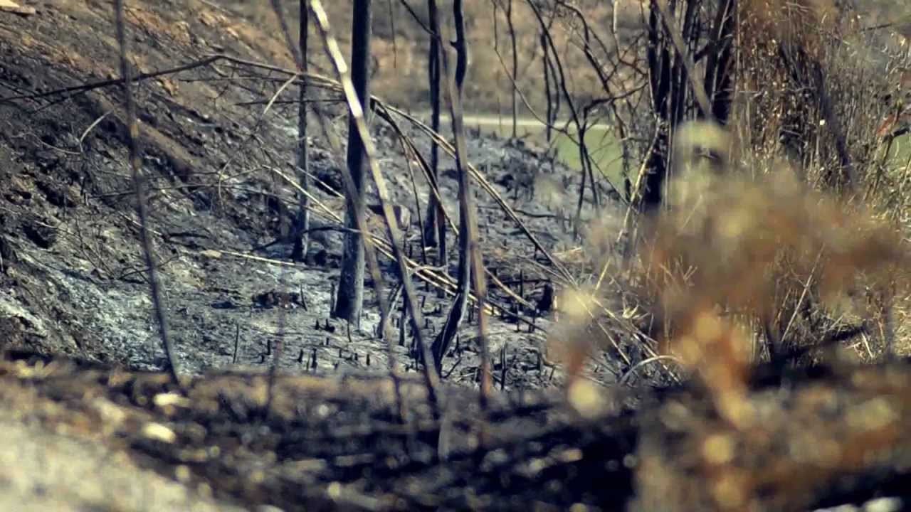 Sant Jordi i el Drac- Puigverd De Lleida (2012)