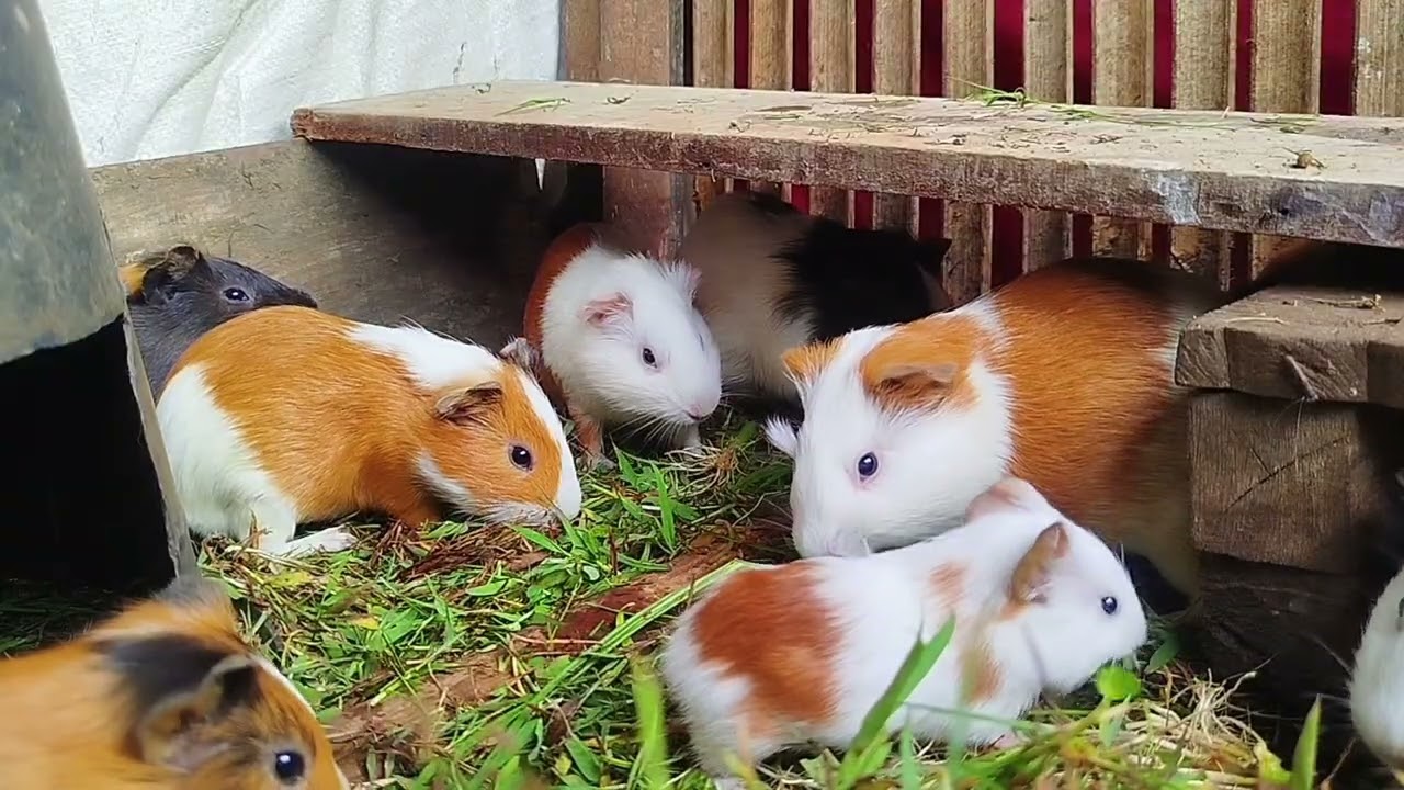 My brother and family do not fast in the month of Ramadan | Daily Broku Guinea Pigs