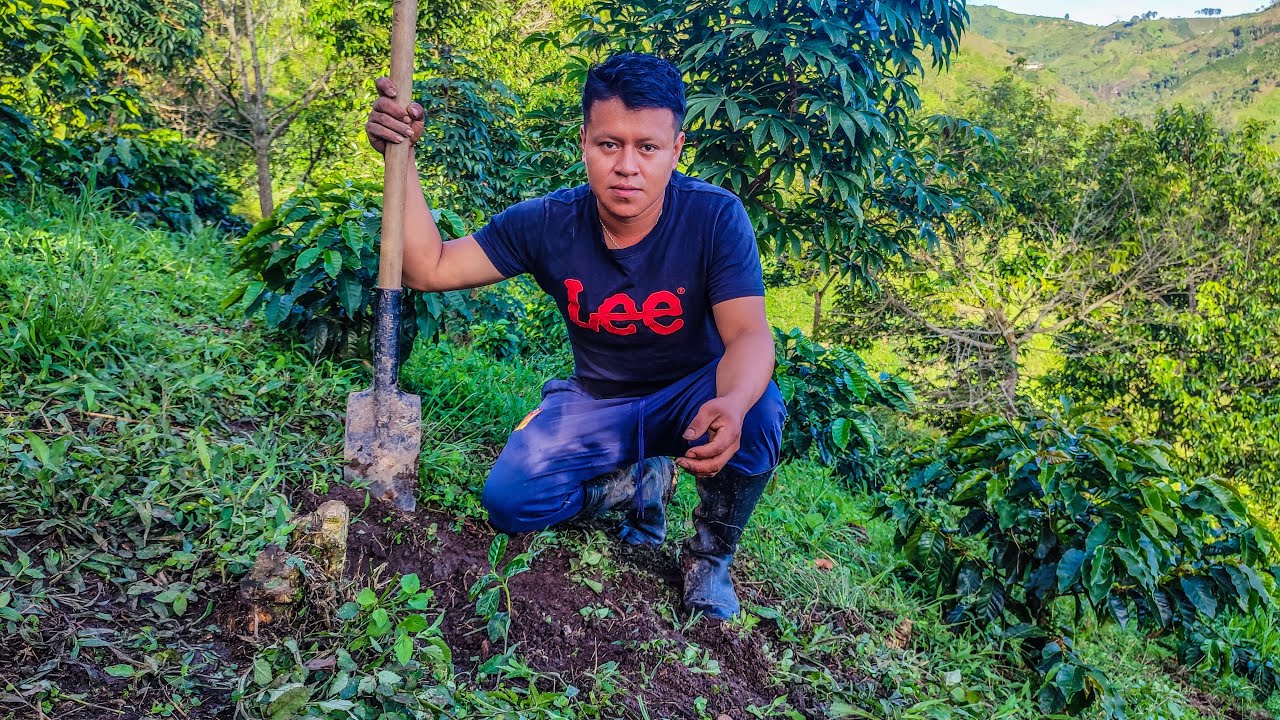 Te enseño cómo sembrar un árbol de cafe