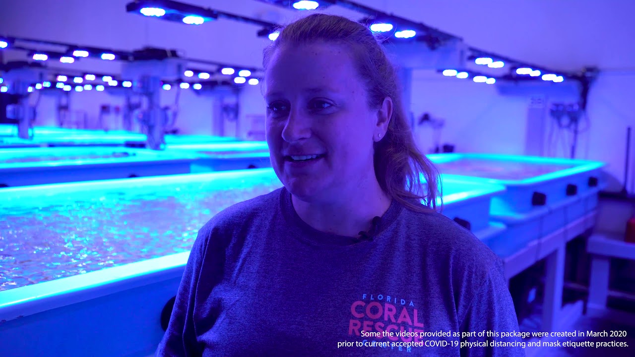 Florida Coral Rescue Center