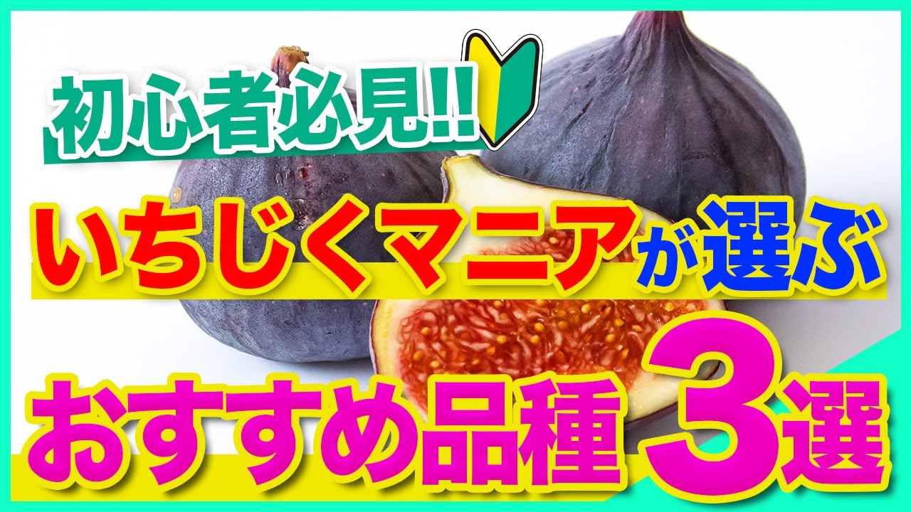 【イチジク 】初心者の方へ！いちじくマニアが選ぶおすすめ品種３選。（イチジク の育て方）