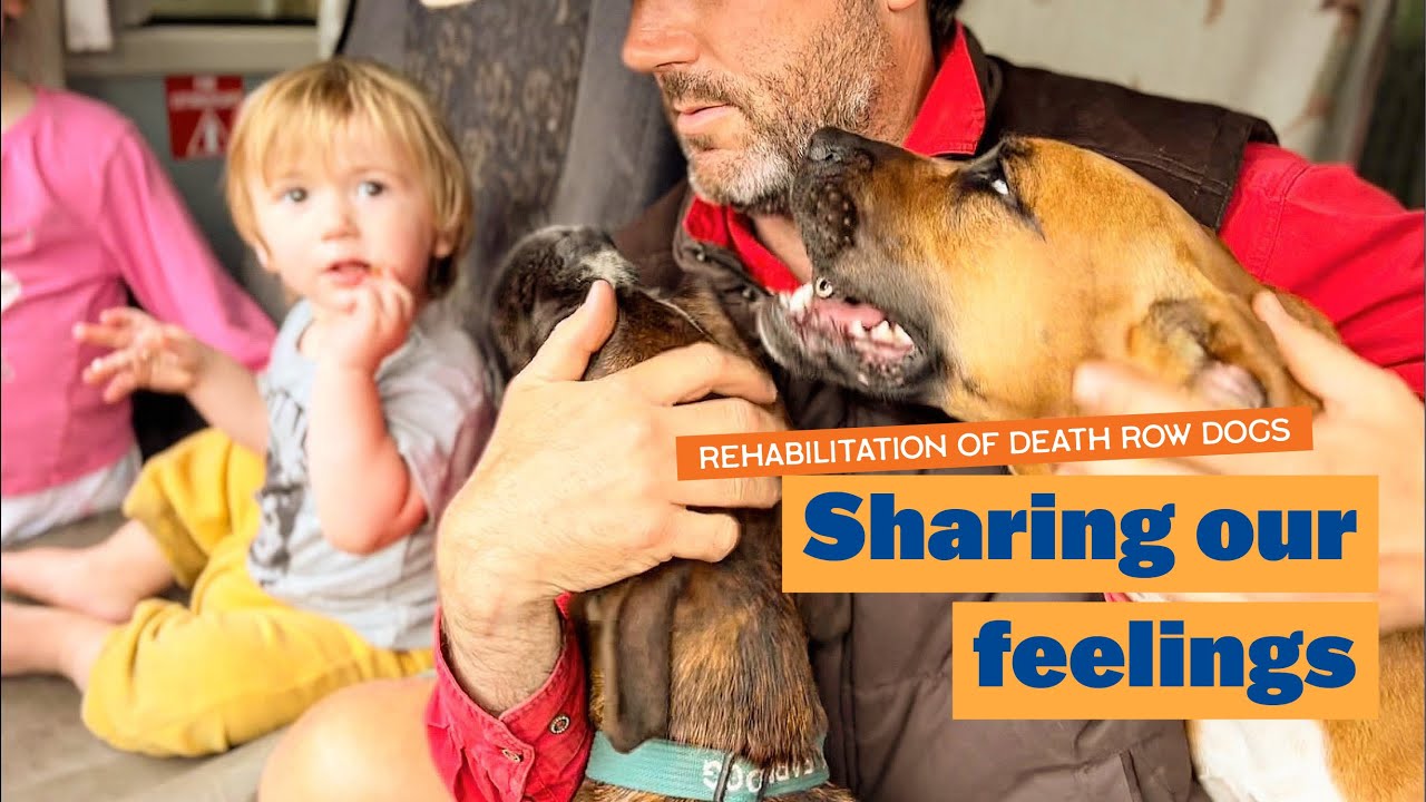 Sharing our Feelings | Rehabilitation of Death Row Dogs