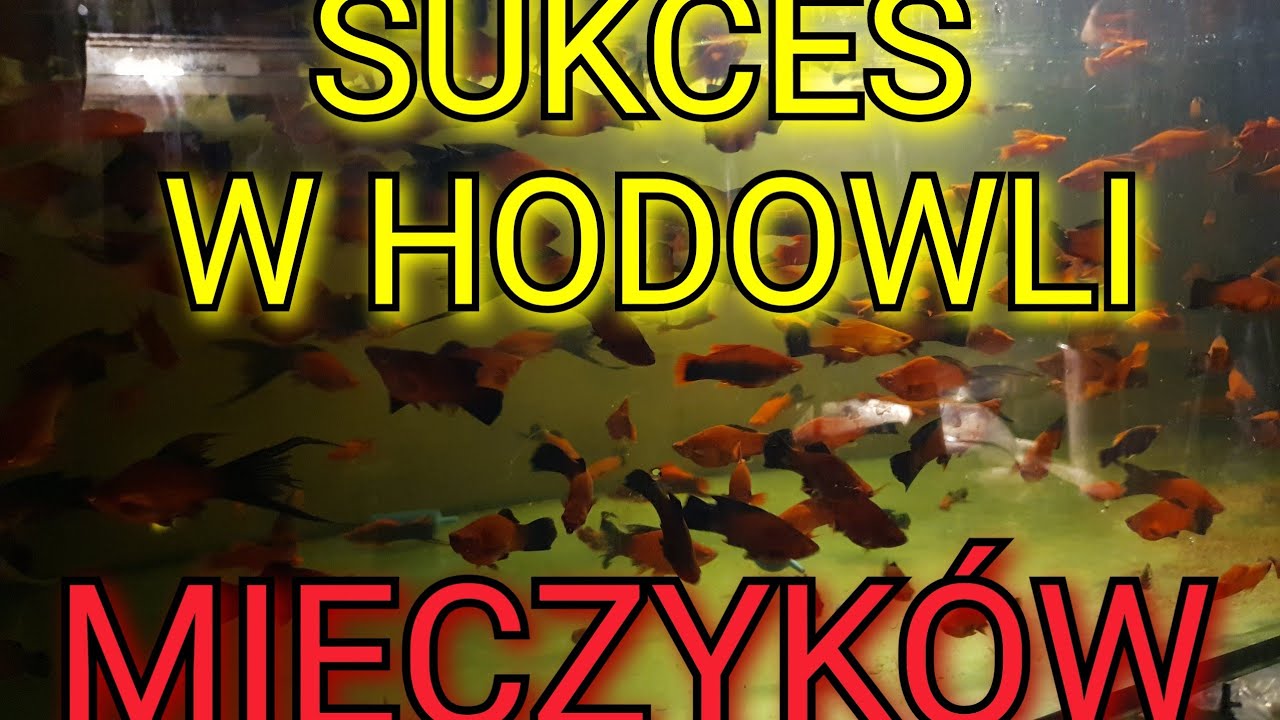 Mieczyk Hellera Xiphophorus hellerii moje rady