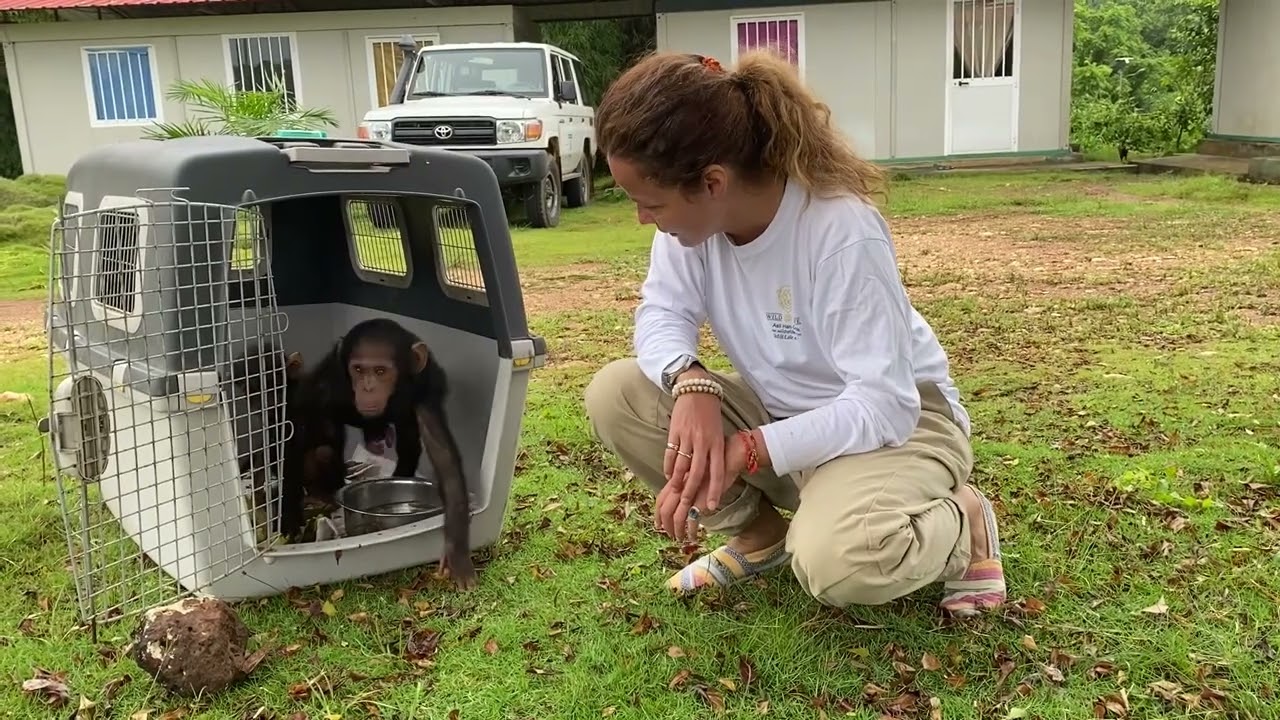 #rescued #chimpanzee from bird cages coming to #sanctuary