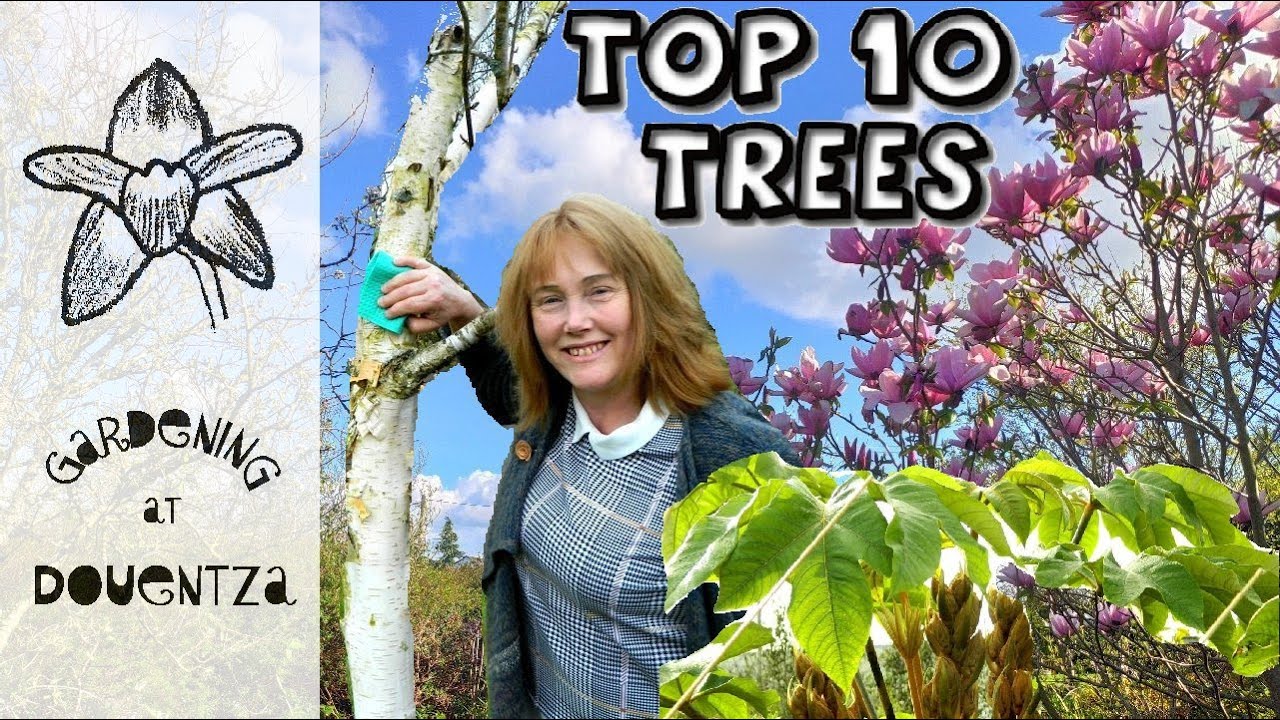 10 лучших садовых деревьев — лучшие деревья для небольших садов