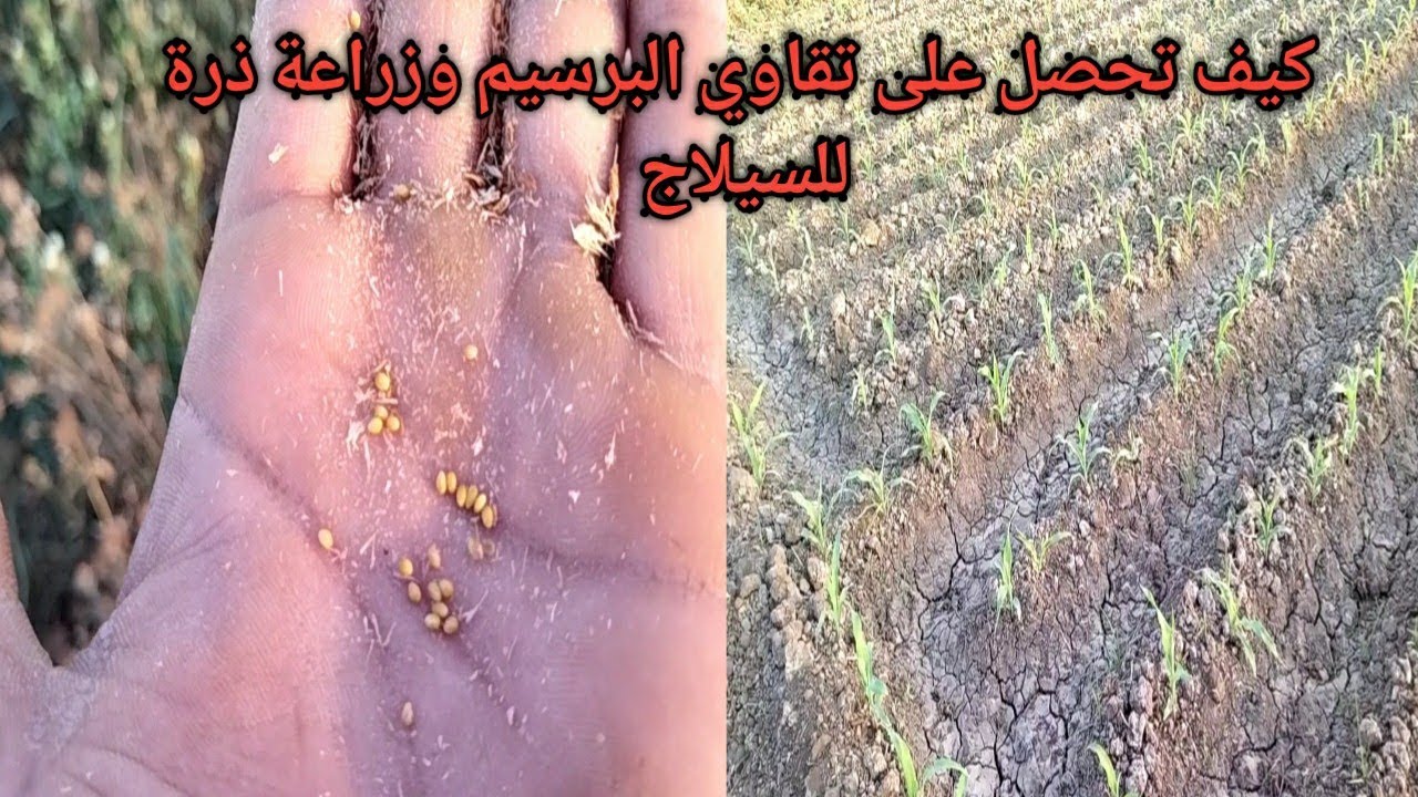 كيف تحصل علي تقاوي البرسيم وزراعة الذره التمنيني  موعد زراعته وحصادة