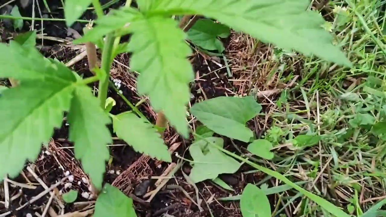 💥🍁 UK guerilla grow week 6 🍁💥🇬🇧🦍#fyp #guerillagrow #420