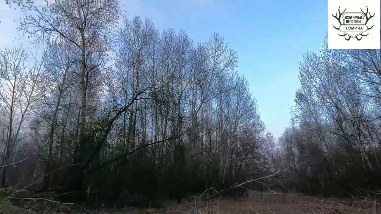 #5. Один шанс - реализован!!!🔥💣💥 Охота на вальдшнепа 2025г.