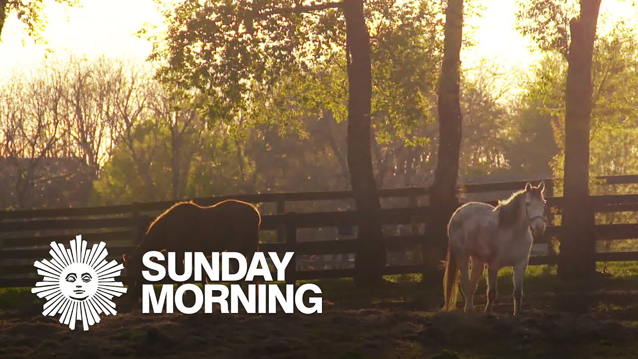 A Kentucky home for retired racehorses