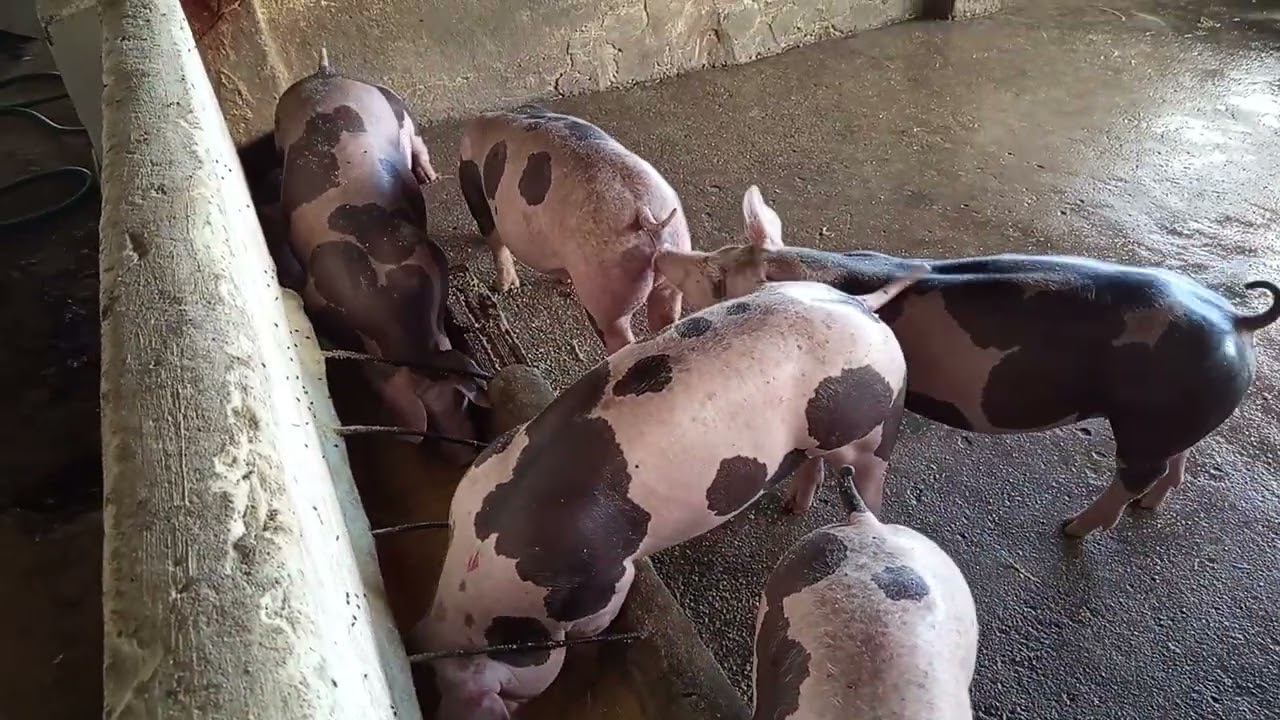 Hoje foi dia de vacinar os porquinhos 
