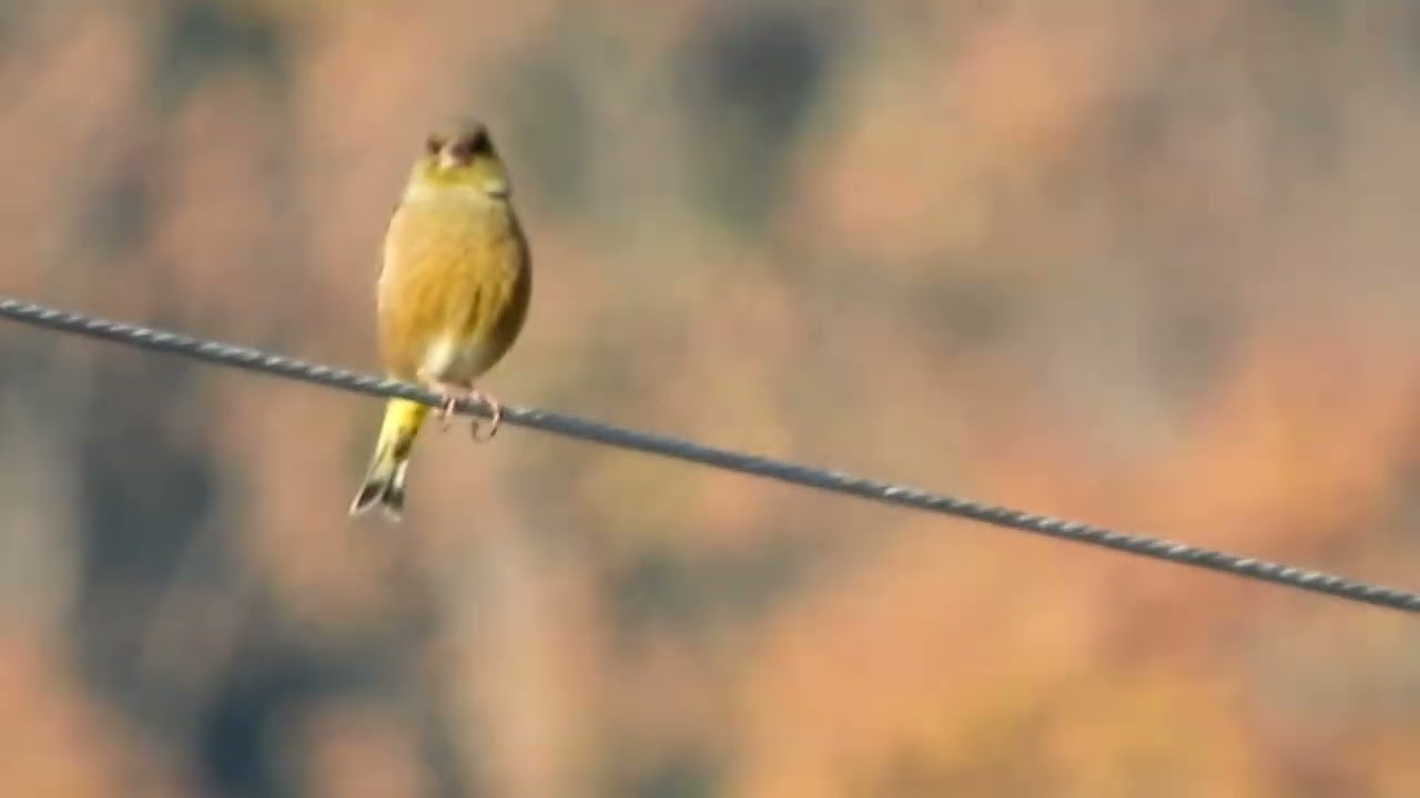 ケーブル線にカワラヒワ！～三篠川（広島市安佐北区）沿い　2332