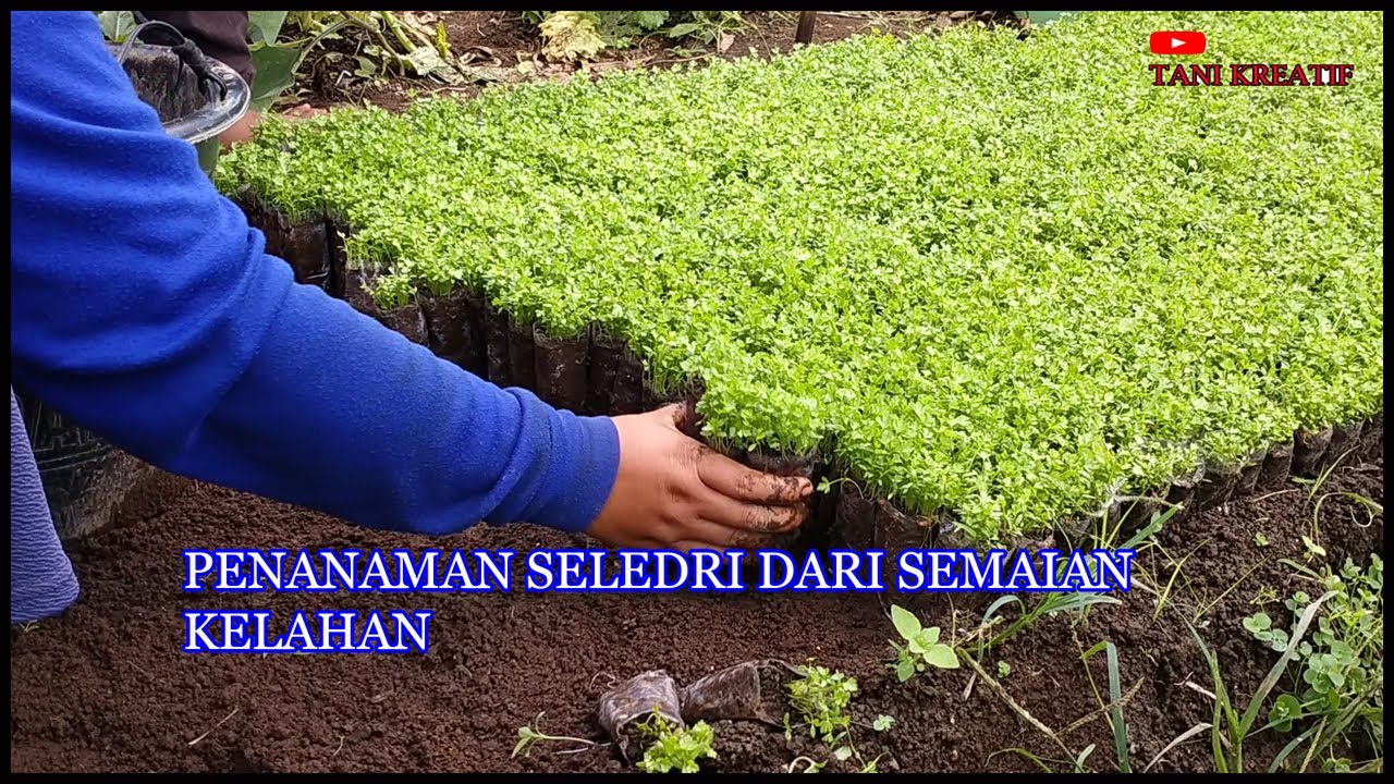 Langkah Cara Menanam Seledri Dari Awal