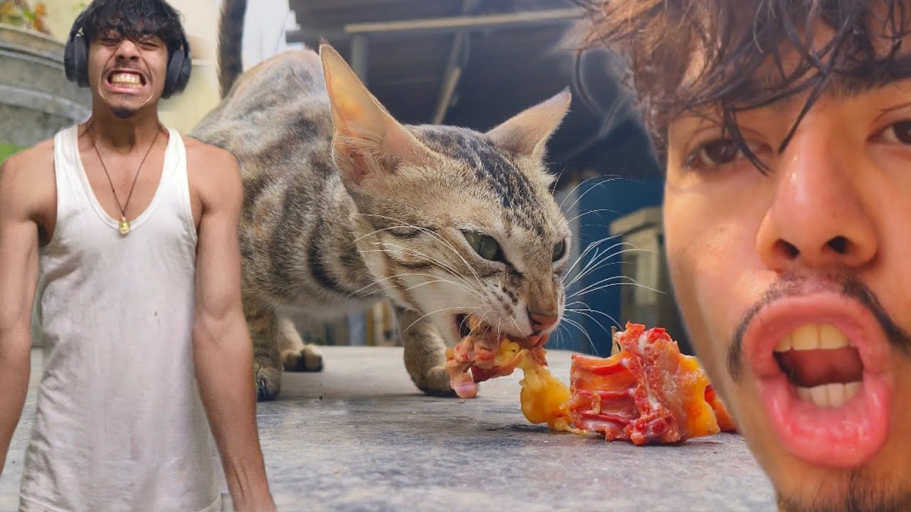 Billi Chicken Ko Chun Chun Kar Kha Rahi Hai