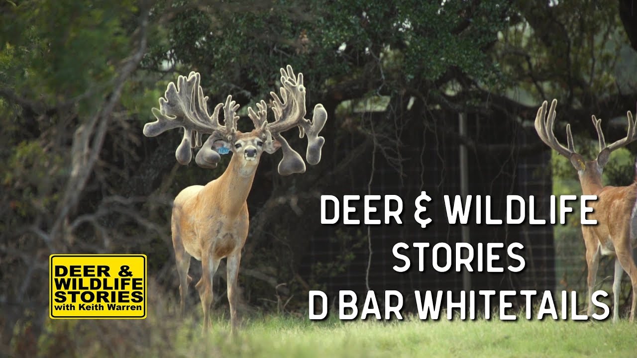 West Texas Bucks | Deer & Wildlife Stories