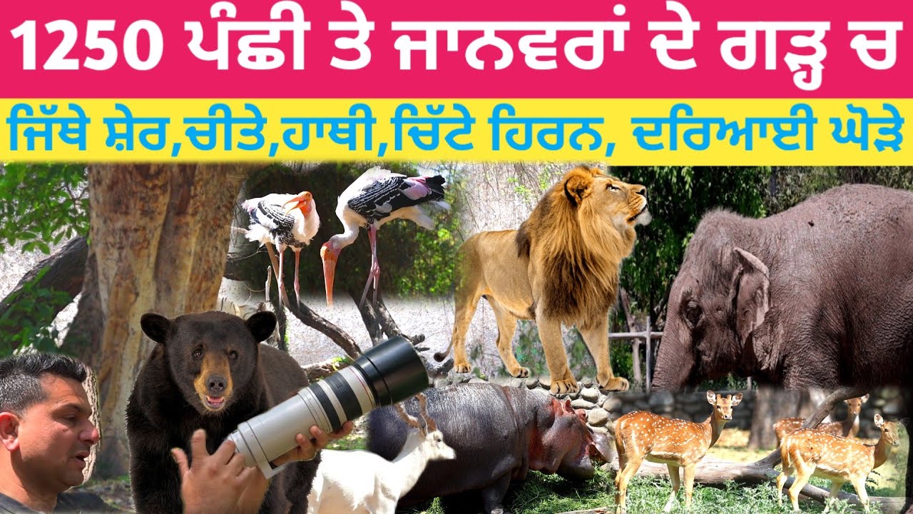 1250 ਪੰਛੀ ਤੇ ਜਾਨਵਰਾਂ ਦੇ ਗੜ੍ਹ ਚ ਜਿੱਥੇ ਸ਼ੇਰ,ਚੀਤੇ,ਹਾਥੀ,ਚਿੱਟੇ ਹਿਰਨ,ਦਰਿਆਈ ਘੋੜੇ,ਭਾਲੂ,ਕੋਬਰੇ ਆਮ|chhath Zoo|