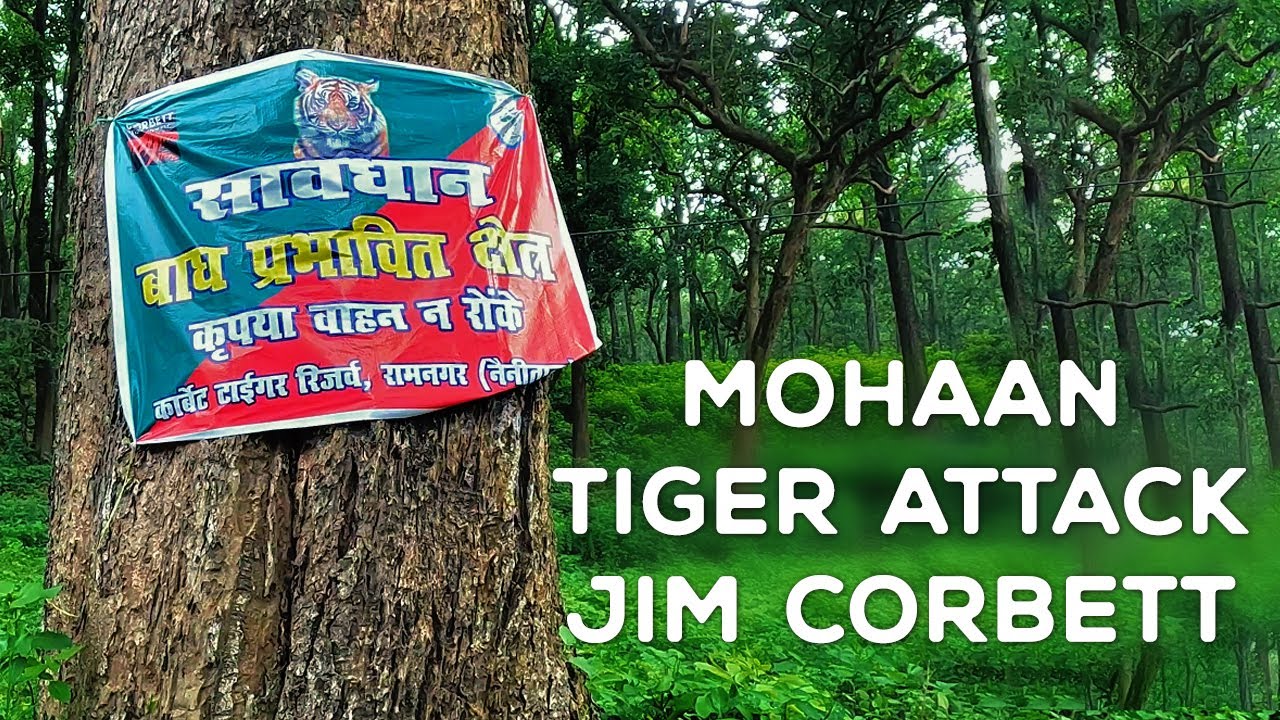 Mohaan Tiger Attack, Mohaan Jim Corbett 2022 4K Video Hindi | हिन्दी