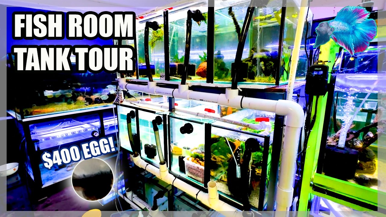 FISH ROOM TANK TOUR: BREEDING EXPENSIVE COOL FISH!