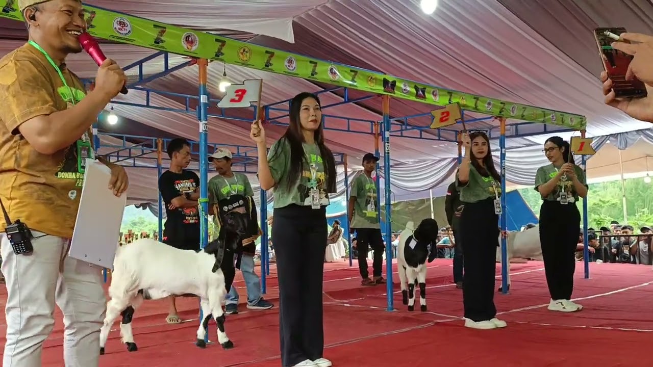 Open Kontes kambing seni PE Kaligesing IGB CUP 2025 Probolinggo kelas D Betina 
