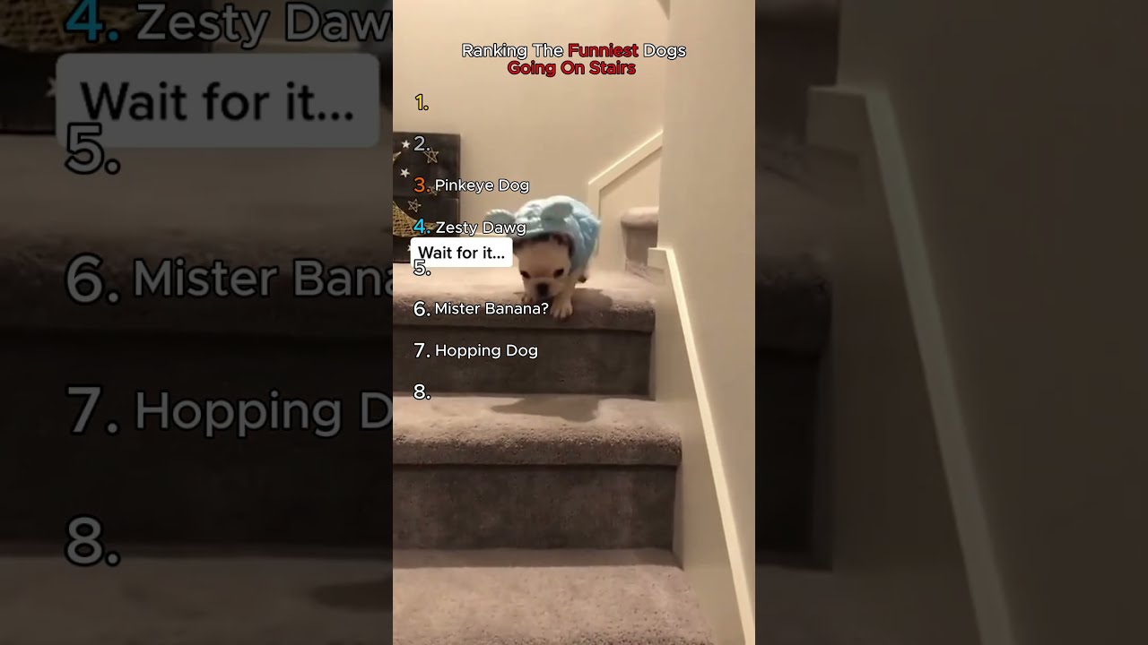 Ranking the FUNNIEST Dogs Going On Stairs
