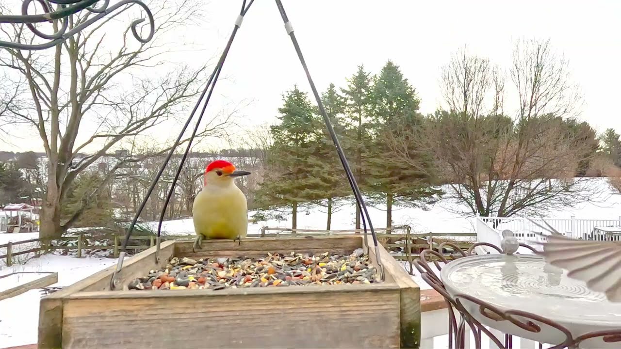 Birds At Birdfeeder | CAT TV ~ Birds For Cats To Watch | Relaxing Bird Sounds