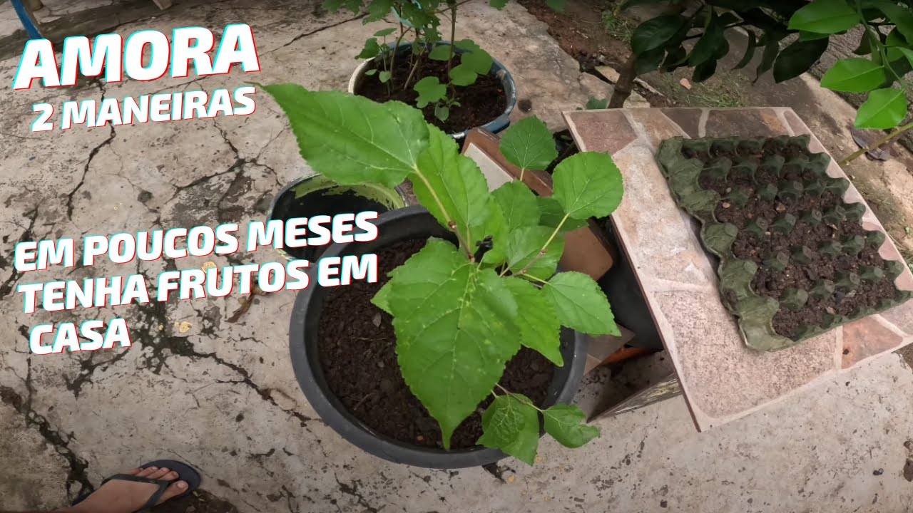 Como fazer mudas de amora (2024) #amora