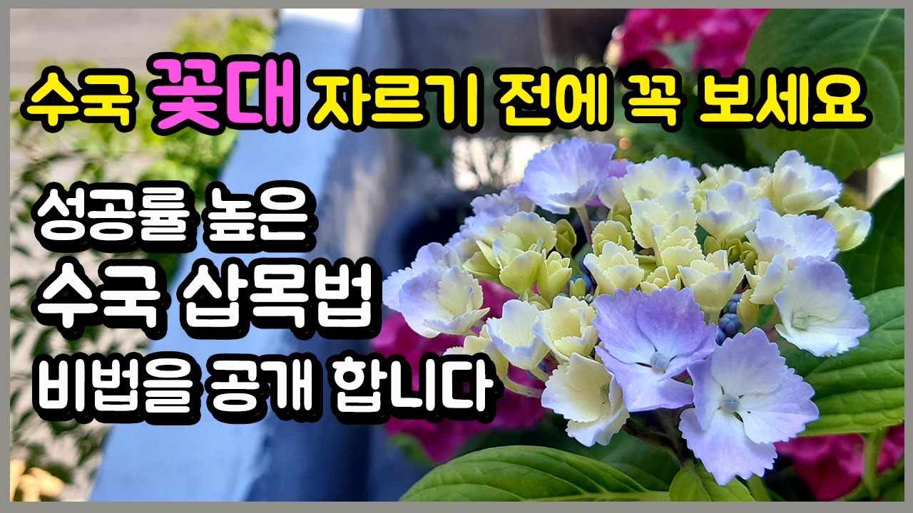 수국 꽃대 자르기전에 꼭 보세요 성공률높은 수국 삽목법 비법을 공개 합니다