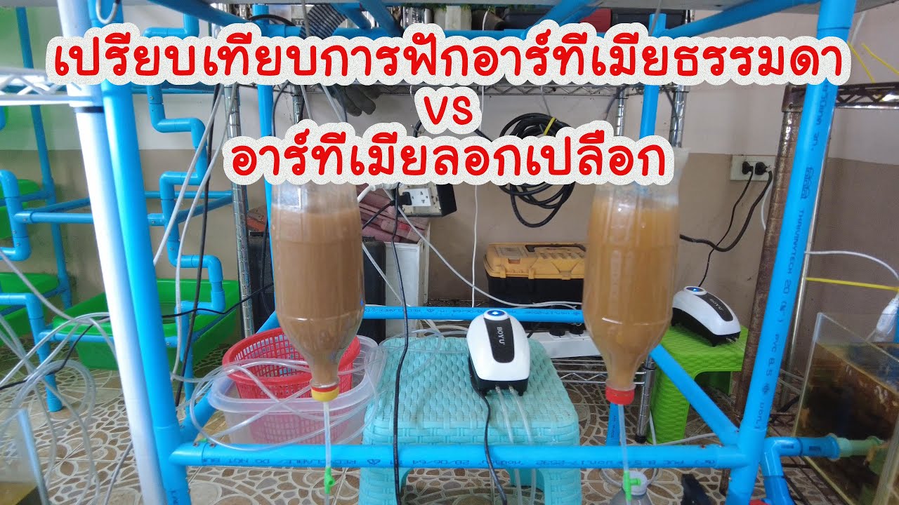 เปรียบเทียบการฟักอาร์ทีเมียธรรมดา vs อาร์ทีเมียลอกเปลือก