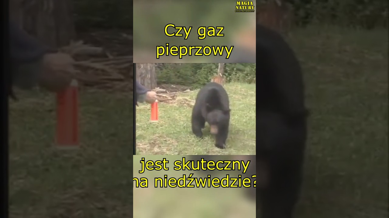 Czy GAZ Pieprzowy Zatrzyma Niedźwiedzia?