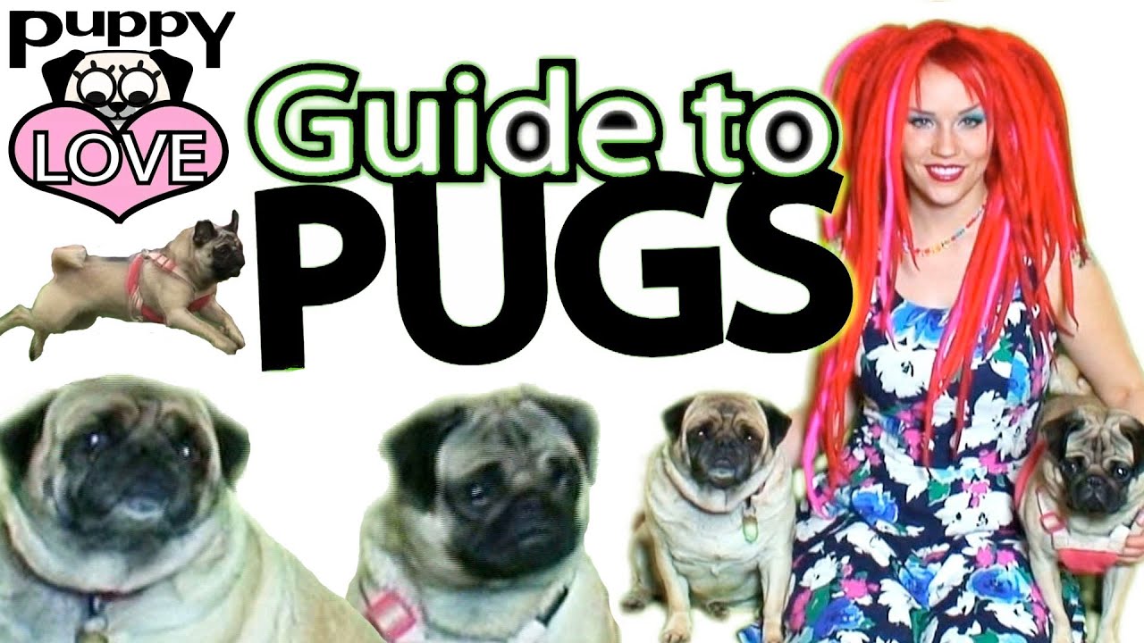 Puppy Love: Guide to Pugs ~ Pug Care 101 ~ Tina Tiainen TV