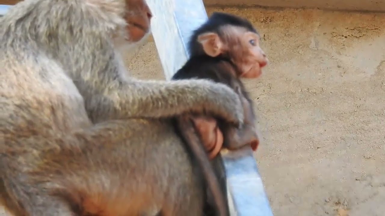 The baby monkey is so cute, the mother tries to catch the baby monkey / Cute Macaque