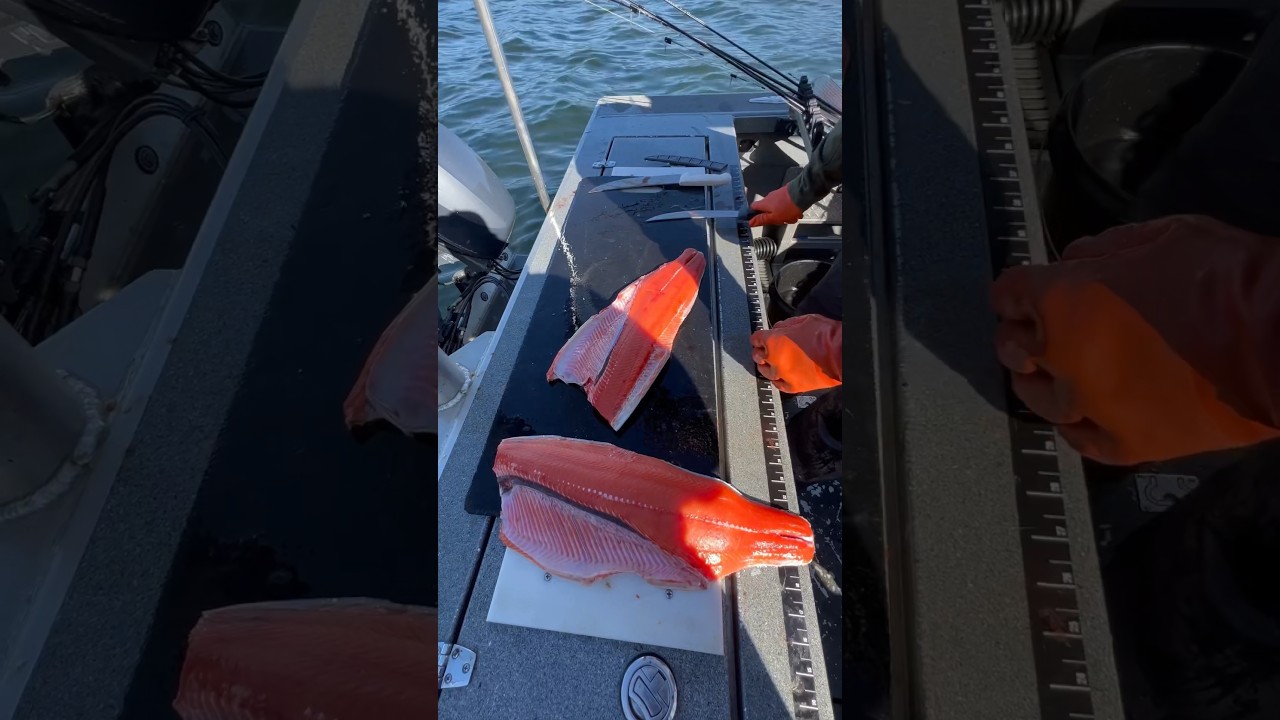 How to filet a steelhead