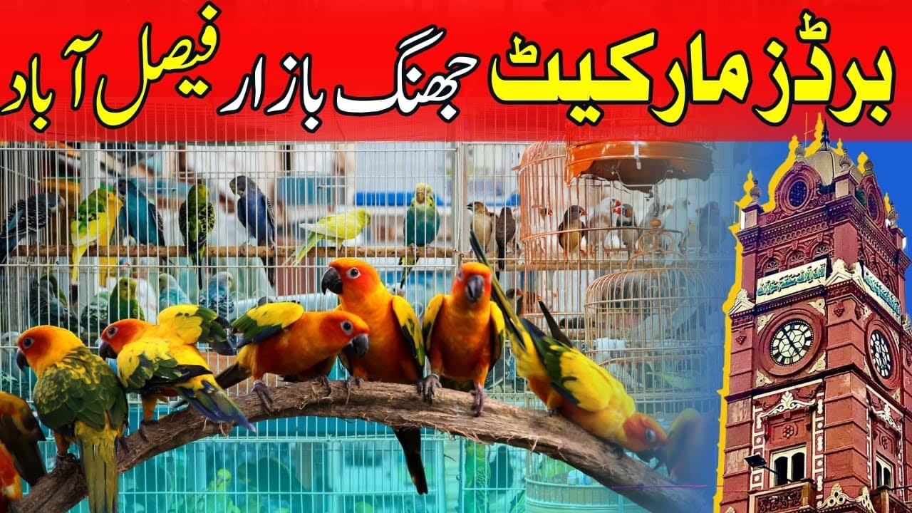 Birds Market Jhang Bazar Faisalabad Visit | Birds & Pet @wildlifewithdr.waseem7736 @WildRushpk 