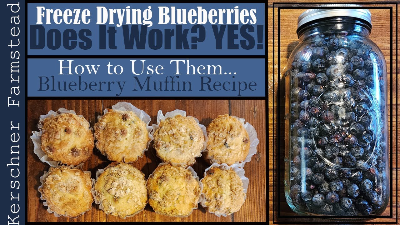 Freeze Drying Blueberries, Does it Really Work?!