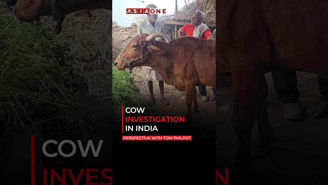 Cow Investigation In India | Perspectiva with Tom Philpot | Asia One News
