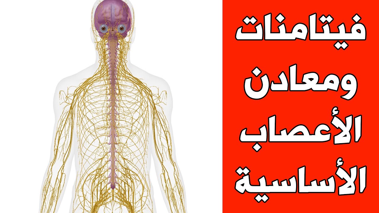 فيتامينات اﻷعصاب والأحماض لعلاج ضعف الأعصاب || العناصر الغذائية الأساسية لجهازك العصبي